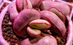 哪些多肉爱长水泡？