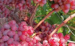 无籽葡萄都有什么品种