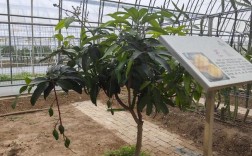 北方温室种芒果，技术要点有哪些？