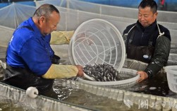 我国鱼类养殖技术有哪些突破？