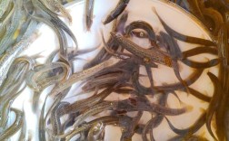 养殖台湾泥鳅技术视频