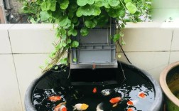 金鱼养殖新技术视频，有哪些实用技巧？