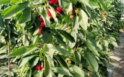 樱桃品种不同，种植方法有何差异？