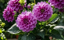 盆栽木槿花哪个品种好养又好看？