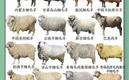 羊有多少个品种和图片