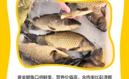 2025黄金鲫养殖技术