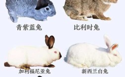 本地最适合养殖的兔子品种是哪个？