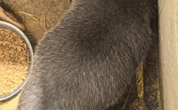 广西竹鼠养殖技术培训怎么学？