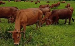 九江养什么品种的牛