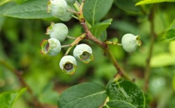 地栽蓝莓选什么品种好？