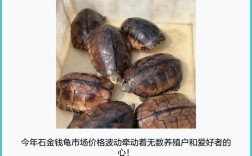 现在石金钱龟价格行情