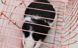 中国最好养的黑兔品种是哪个？