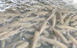 草鱼养殖技术视频有哪些关键要点？