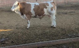 农村养牛养什么品种好