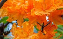 会理杜鹃花究竟有多少品种？