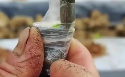 苦瓜嫁接栽培技术视频怎么学？