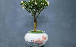 盆栽水果常见品种有哪些？