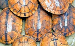 石龟品种有多少？附图片大全吗？