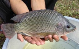 无公害罗非鱼养殖技术如何实现？