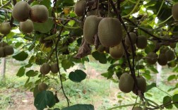 猕猴桃种植技术视频，新手怎么学？