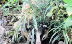 獾的养殖技术视频大全