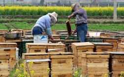 土养中蜂技术视频，关键点有哪些？