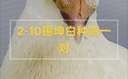 肉鸽哪个品种繁殖速度最快？