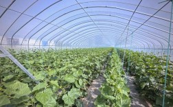 东北大棚黄瓜种植技术要点有哪些？