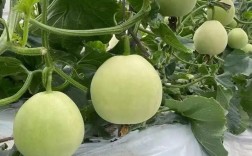 秋季甜瓜露地种植怎么管理？