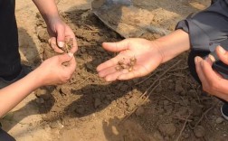 人工金蝉养殖技术视频怎么学？