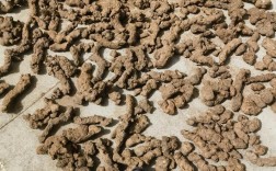 最先进猪苓种植技术有何突破？