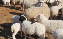 我国裘皮山羊品种有哪些独特品种？它们各自有何特点与分布区域？