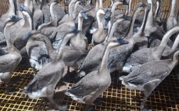 广东养殖的鹅品种有哪些？哪些是当地特色或优势品种？