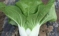 6月下旬播白菜，品种咋选才高产？