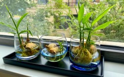 家庭生姜种植技术视频