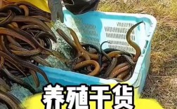 人工养殖黄鳝技术视频