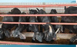 波尔山羊养殖技术与价格多少？