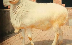 品种齐全的小尾寒羊养殖哪里好？