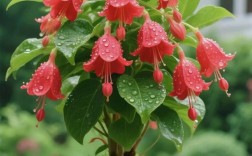 国产宝莲灯花到底有几个品种？