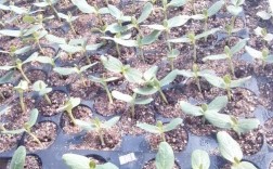 大棚育西瓜苗技术视频，如何操作才高效？