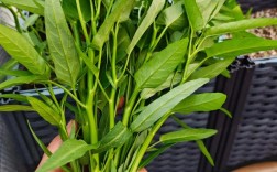 空心菜种植技术能致富？关键在哪？