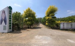 2025金蝉养殖技术