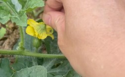 西瓜授粉后结果期如何精细管理？