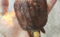 2025年三线闭壳龟价格会涨还是跌？