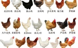 土鸡品种哪个产蛋量更高？