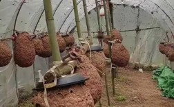 马蜂养殖技术有哪些关键要点？