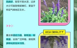 鼠尾草与薰衣草，价格差异因何大？