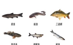 淡水鱼类品种大全集有哪些常见种类？
