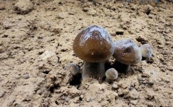 黑皮鸡枞菌种植技术有哪些关键要点？