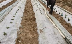 养青蛙技术视频垄上行，如何养青蛙？